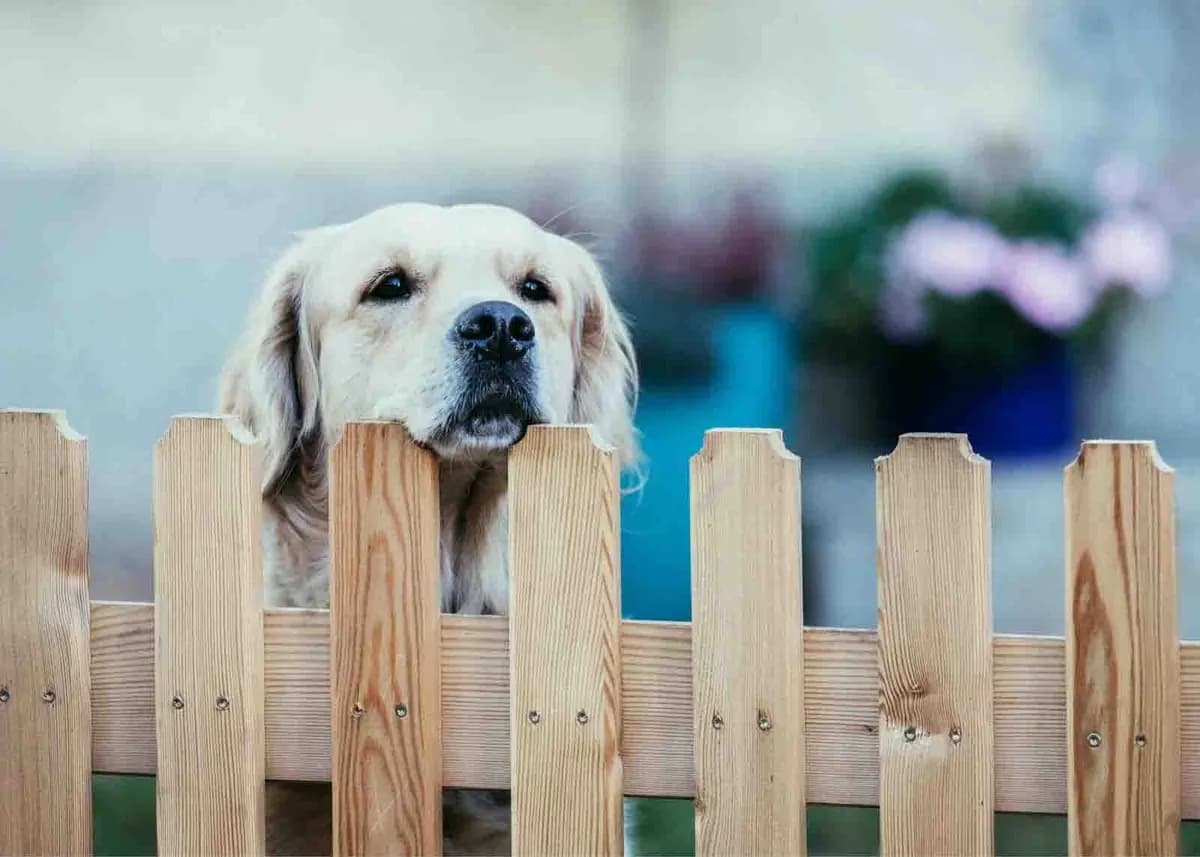 The Dog Line dog fence and training-collar Google Ads creative.